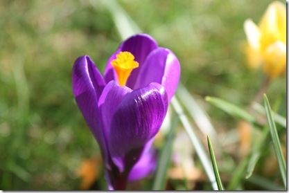 Crocus