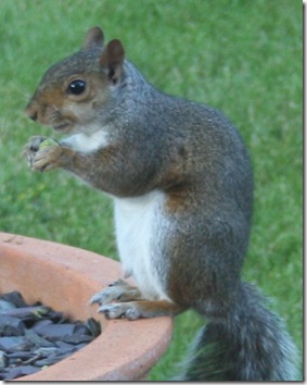 squirrel