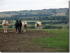 century cows train nr Ashendon